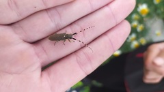 Agapanthia annularis