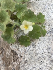 Mabrya acerifolia