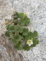 Mabrya acerifolia