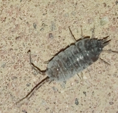 Porcellionidae