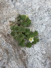 Mabrya acerifolia
