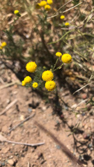 Oncosiphon pilulifer