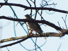 Turdus philomelos