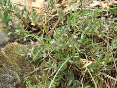 Polygala rupestris