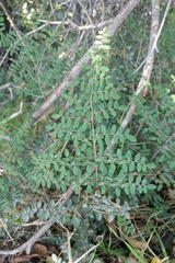 Pellaea andromedifolia