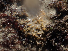 Polymastia penicillus