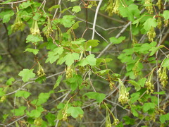 Acer granatense