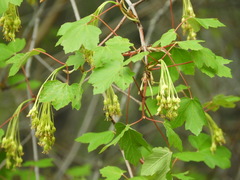 Acer granatense
