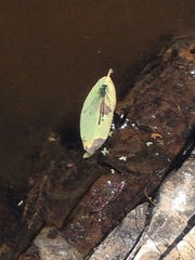 Ischnura cervula