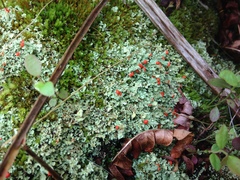 Cladonia incrassata