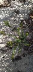 Erica cerinthoides cerinthoides