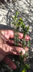 Erica cerinthoides cerinthoides