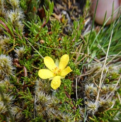 Hibbertia procumbens