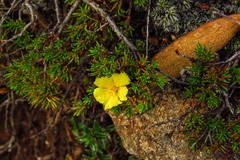 Hibbertia procumbens