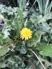 Taraxacum officinale