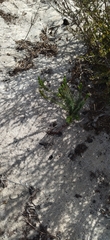 Erica cerinthoides cerinthoides