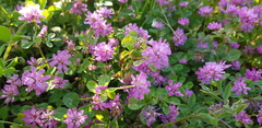 Trifolium clusii