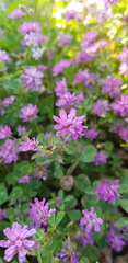 Trifolium clusii