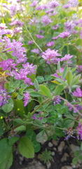 Trifolium clusii