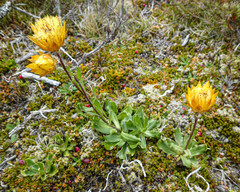 Xerochrysum subundulatum
