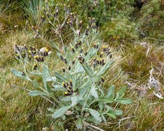 Senecio gunnii