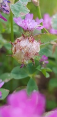 Trifolium clusii