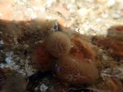 Morchellium argus