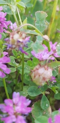 Trifolium clusii