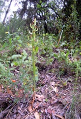 Dactylorhiza insularis