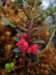 Fernandezia sanguinea