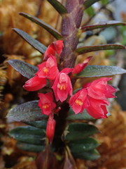 Fernandezia sanguinea