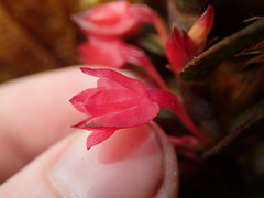 Fernandezia sanguinea