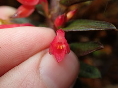 Fernandezia sanguinea
