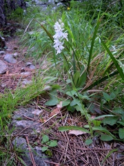 Dactylorhiza saccifera