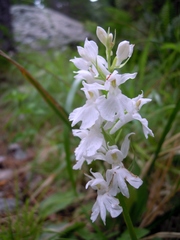 Dactylorhiza saccifera