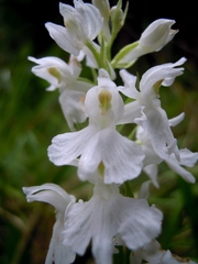 Dactylorhiza saccifera