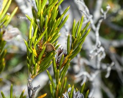 Orites acicularis