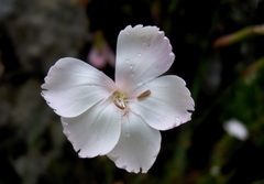 Dianthus longicaulis