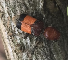 Enoclerus ichneumoneus