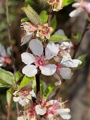 Prunus