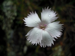 Dianthus longicaulis