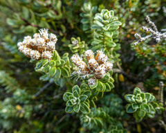 Ozothamnus rodwayi