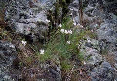 Dianthus longicaulis
