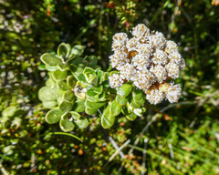 Ozothamnus rodwayi