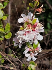 Prunus