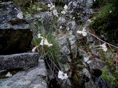 Dianthus longicaulis