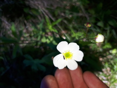 Ranunculus aconitifolius
