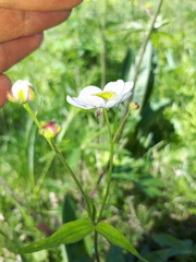 Ranunculus aconitifolius