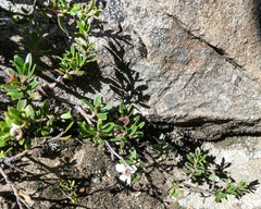 Leptospermum rupestre
