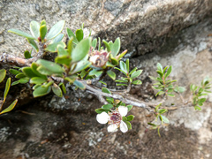 Leptospermum rupestre